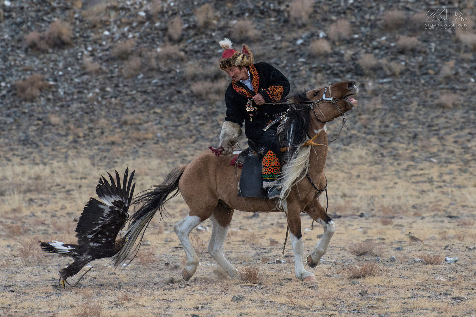 Ulgii - Golden Eagle Festival - Berkutchi Een berkutchy heeft drie dingen nodig in het leven:  een trouwe hond om de ger te bewaken, een snel paard en een sterke arend om te jagen. Stefan Cruysberghs